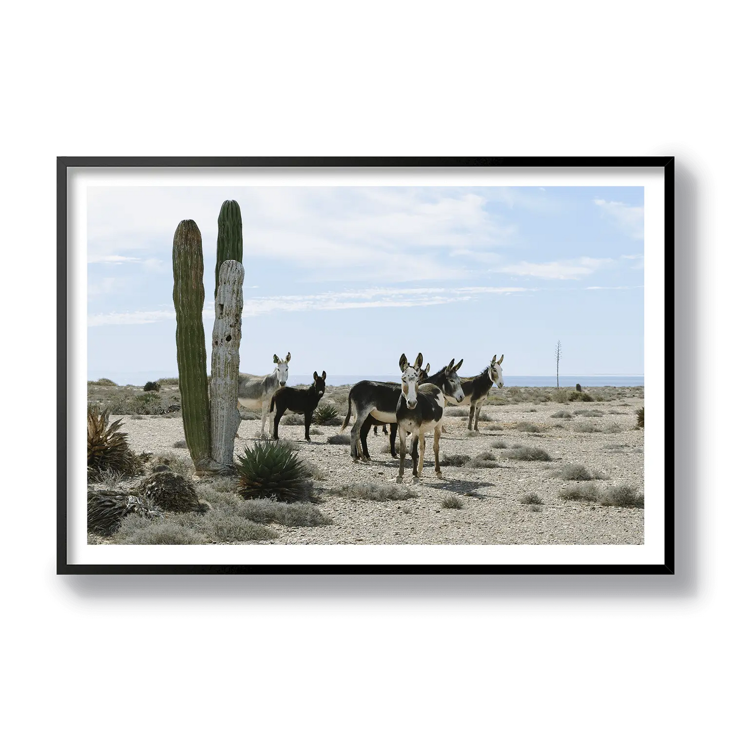 BAJA LOCALS