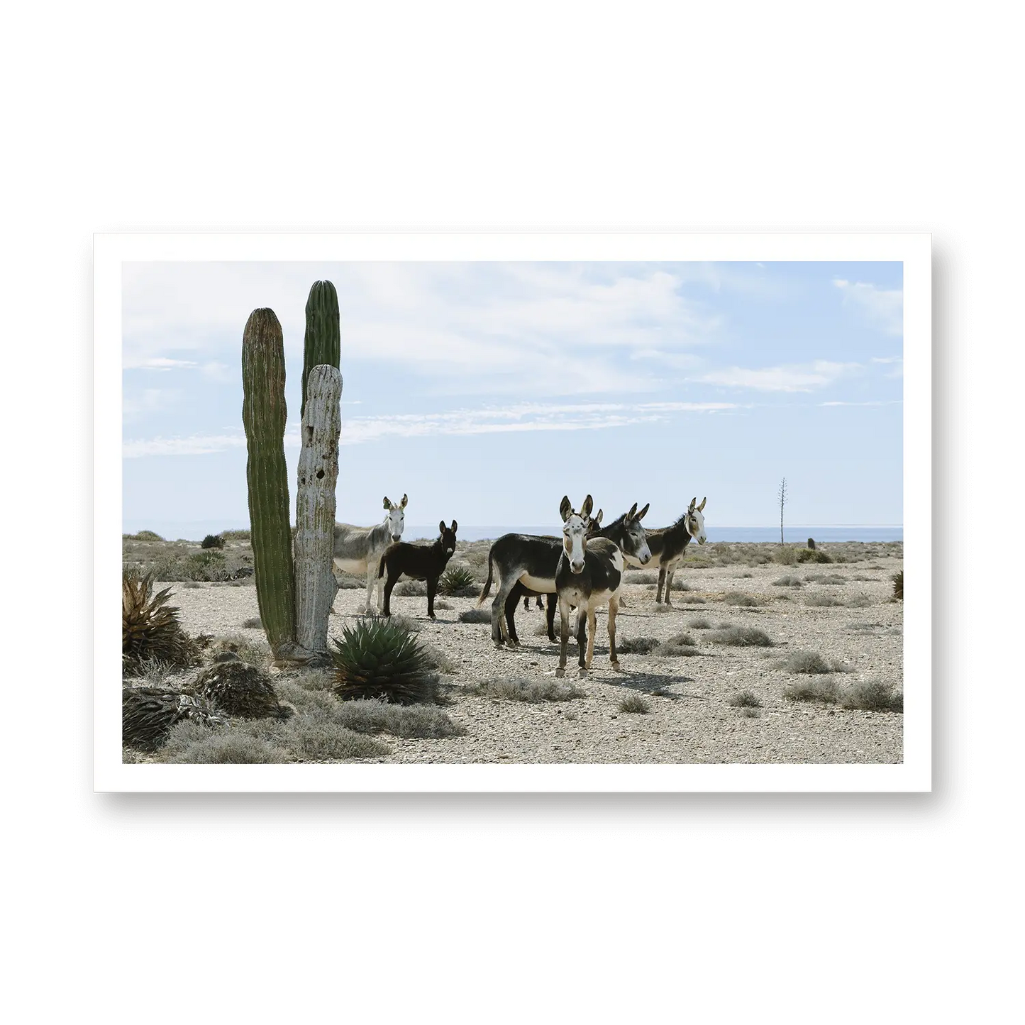 BAJA LOCALS