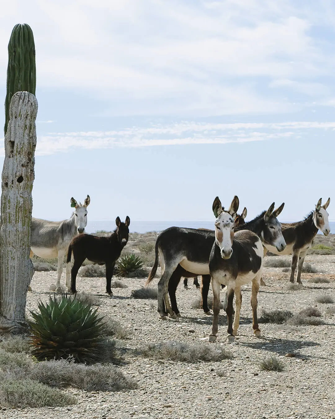 BAJA LOCALS